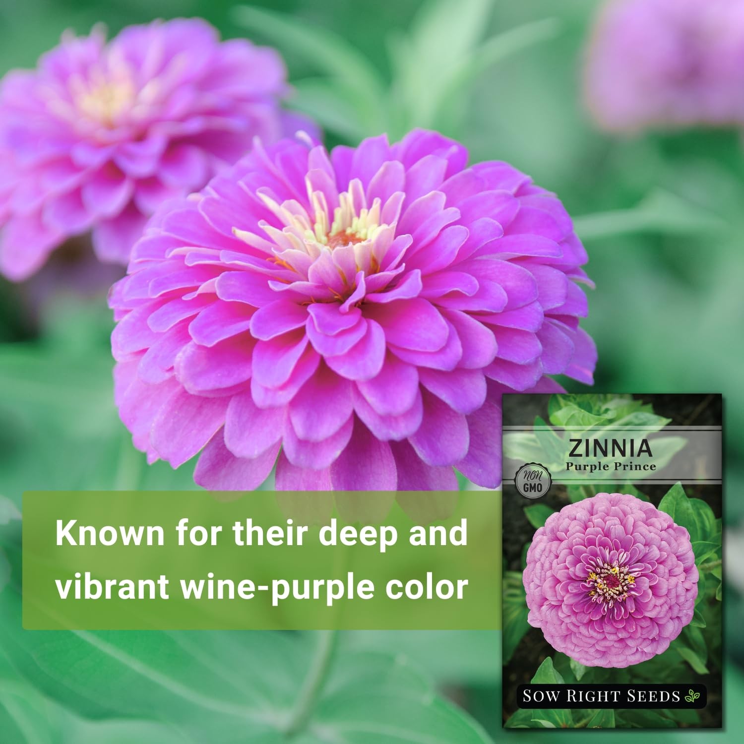 Luminosa Zinnia Seeds NonGMO, Drought Resistant, Easy to Grow, Pink Flowers