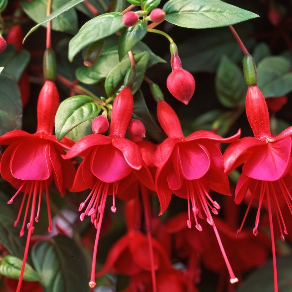 Marinka Fuchsia Starter Live Plant – 2-5″ Tall – 3″ Pot – Zones 9-11