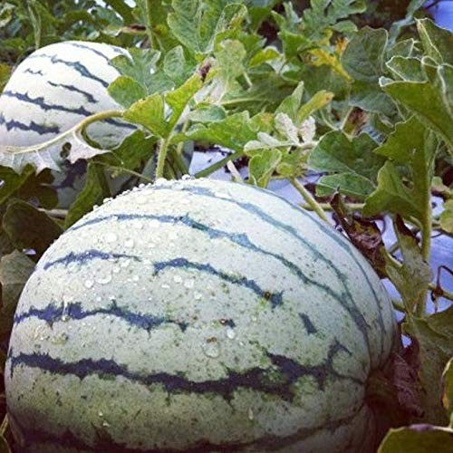 20 New Harvest of Quality Sweet Dixie Queen Watermelon Seeds-A 26