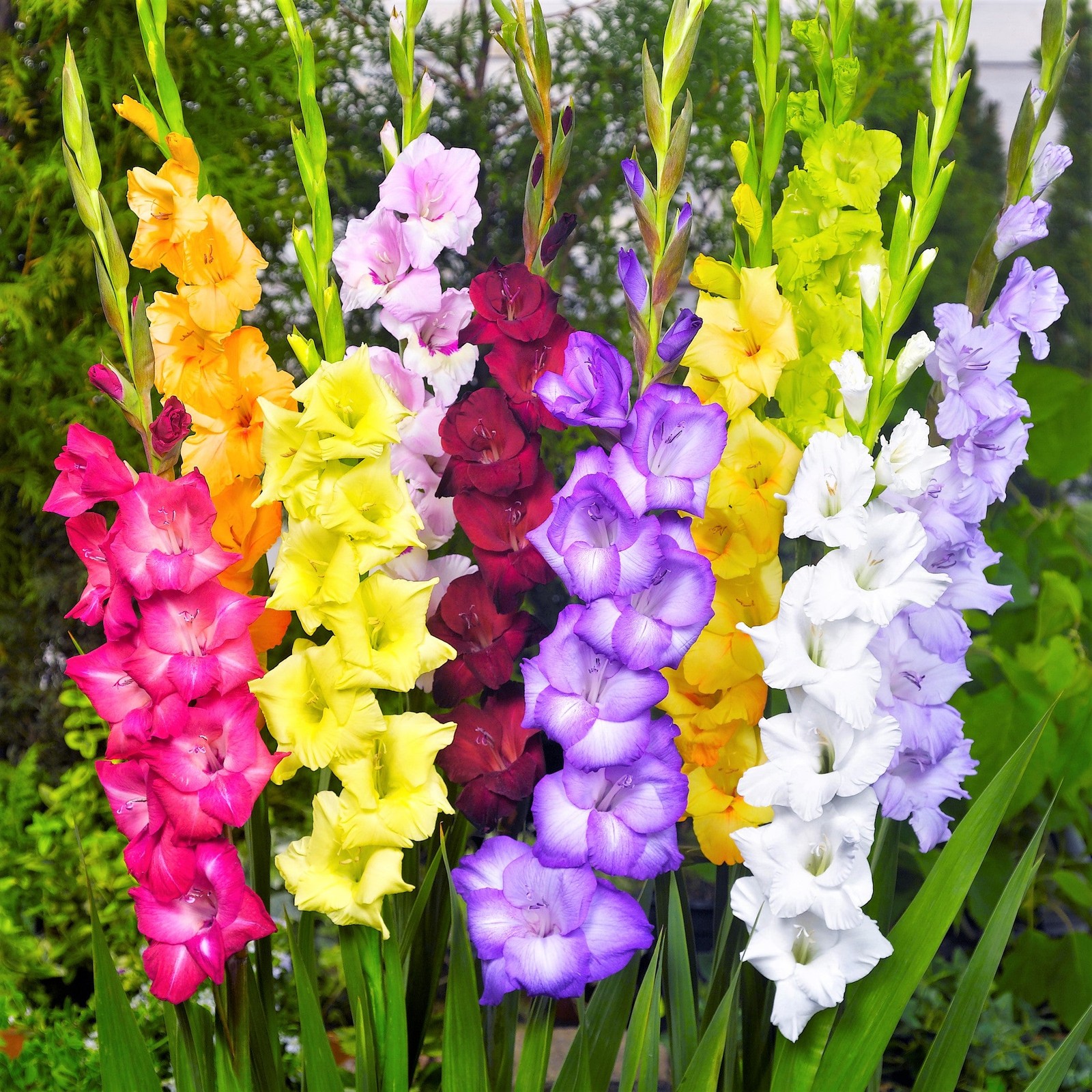 Gladiolus Artistic Arrangers Mix 40 Flower Bulbs – Summer Colorful Blooms in Sun