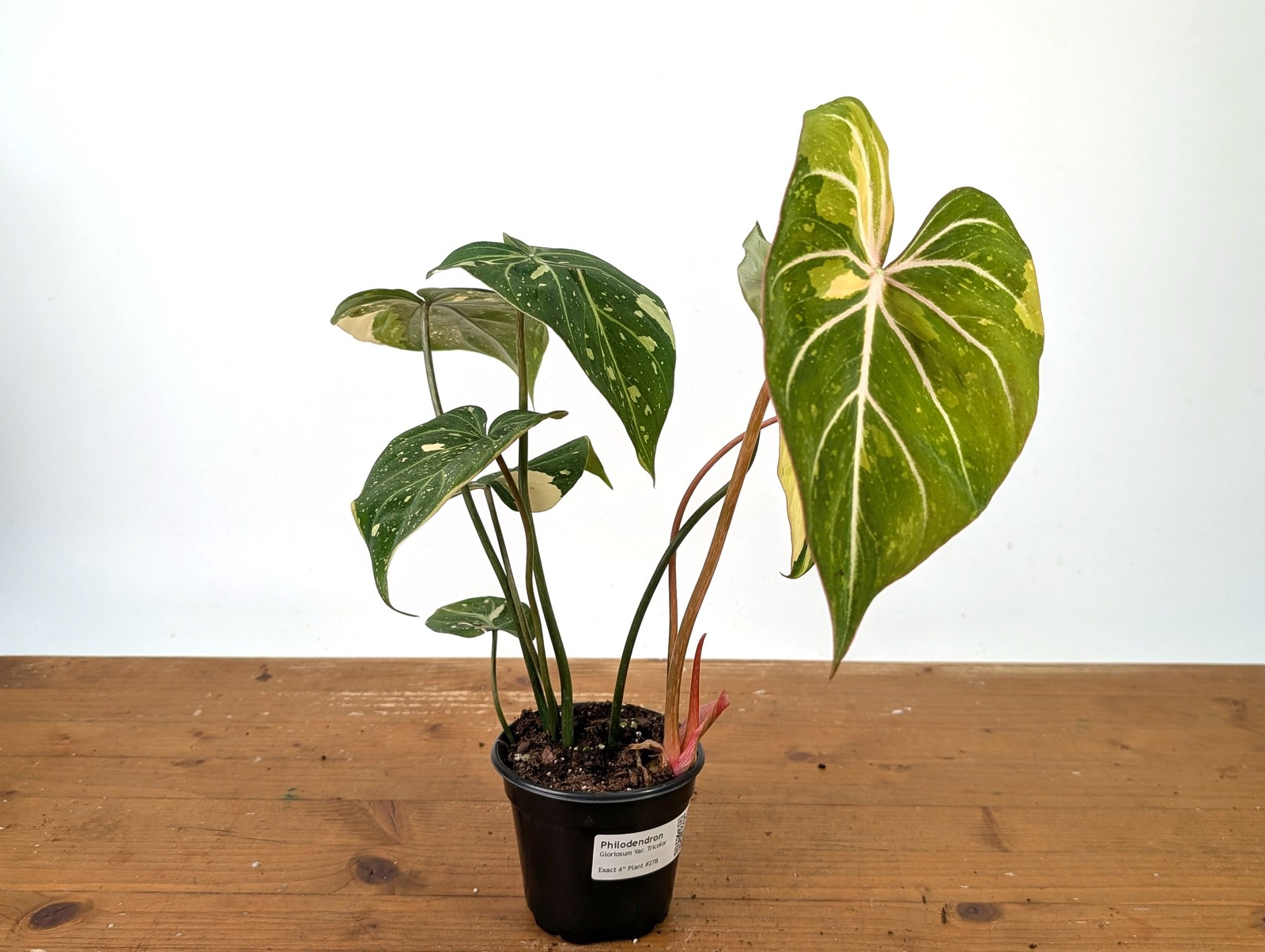 Philodendron Gloriosum Variegated – EXACT Plant #27B – 4″ Pot