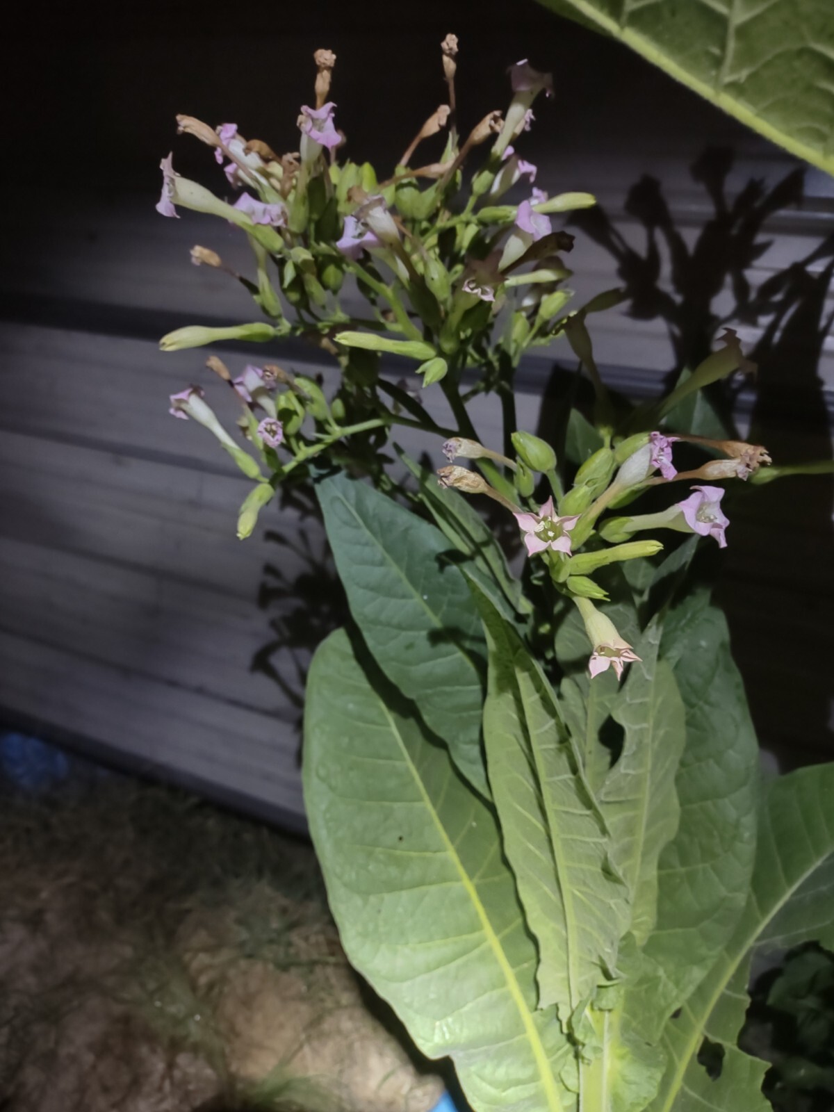 LOUISIANA PERIQUE TOBACCO Nicotiana tabacum 150 seeds! 2022 harvest. Smoking