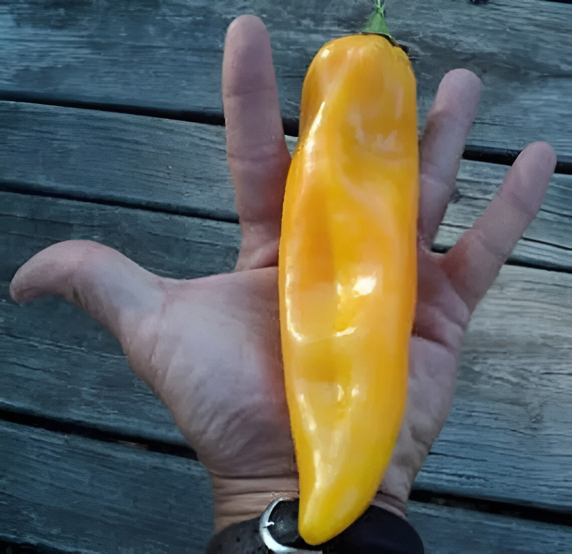 100ct Giant Golden Marconi Sweet Pepper Seeds – Sweet Super Mild Heirloom Pepper