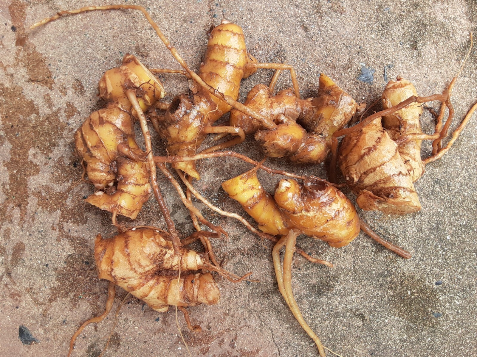 6 Shampoo Ginger Rhizomes, Zingiber Zerumbet, Pine Cone, Free Shipping included!