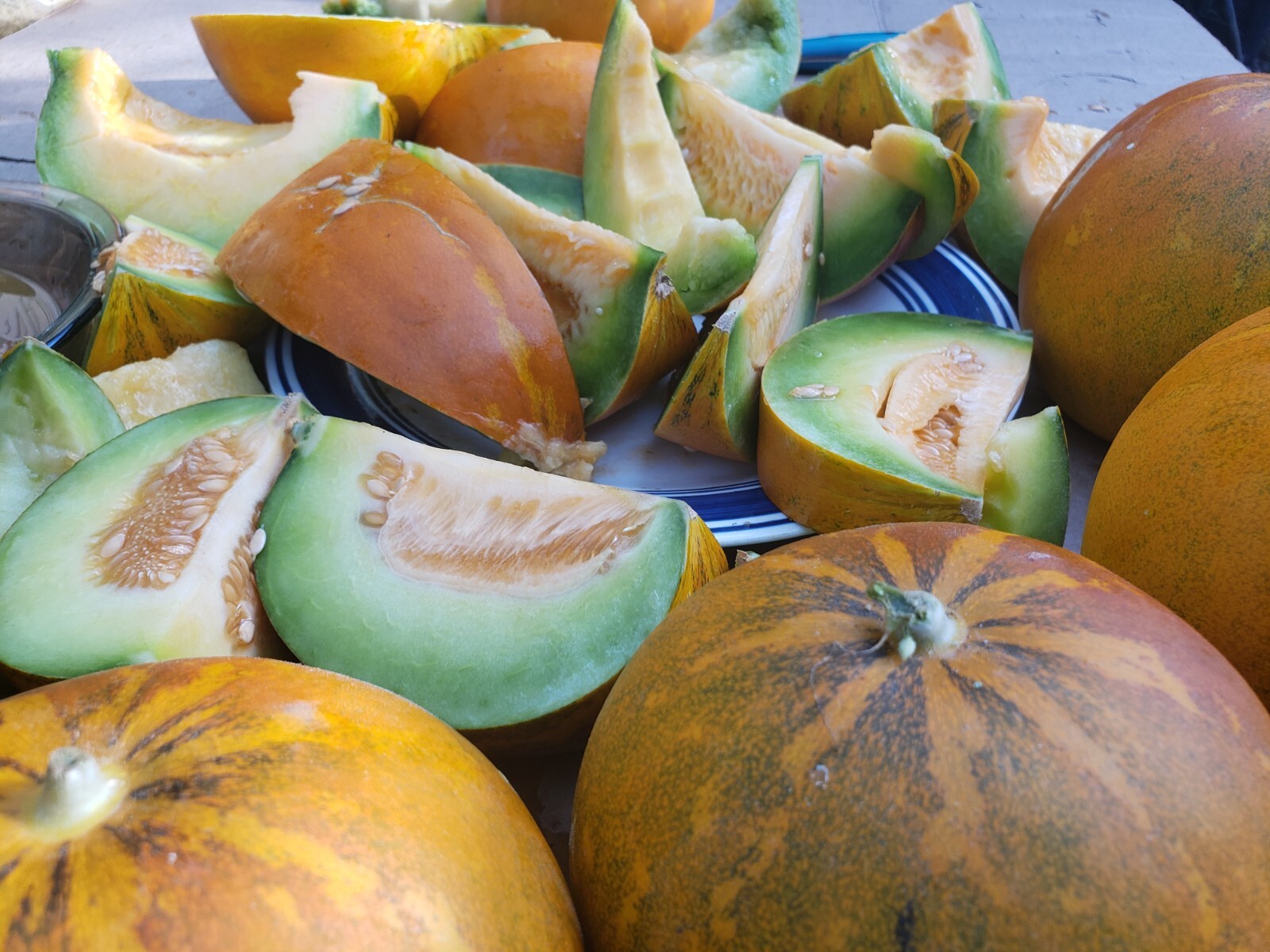 White Lion Green Orange Fleshed Melon Seeds! RARE Small Sweet Heirloom -Tracking