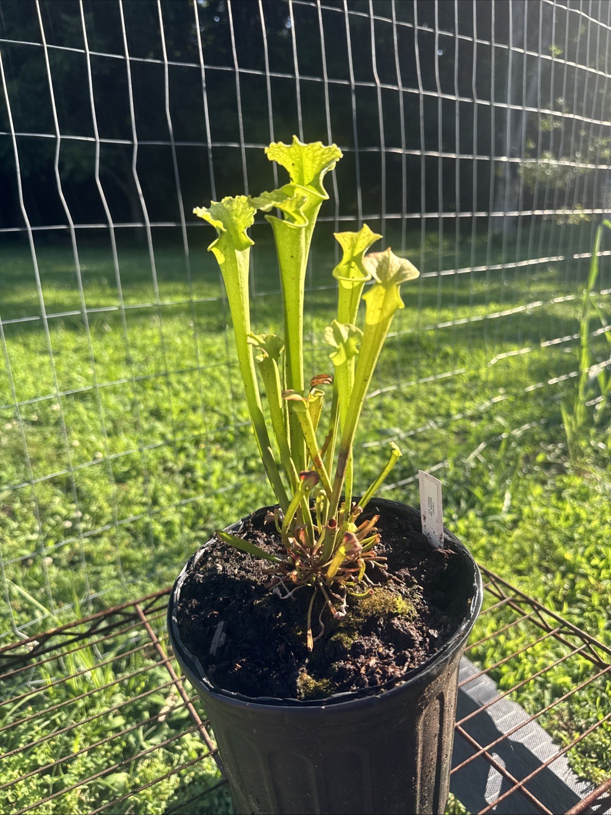 SARRACENIA X MOOREI “ADDISON BOG BOG MOOREI MIX” 23-MIX82. GALIC. MEDIUM SIZE.