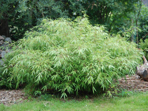 Fargesia ‘Rufa’,Sunset Glow clumping bamboo non running, great hedge or specimen