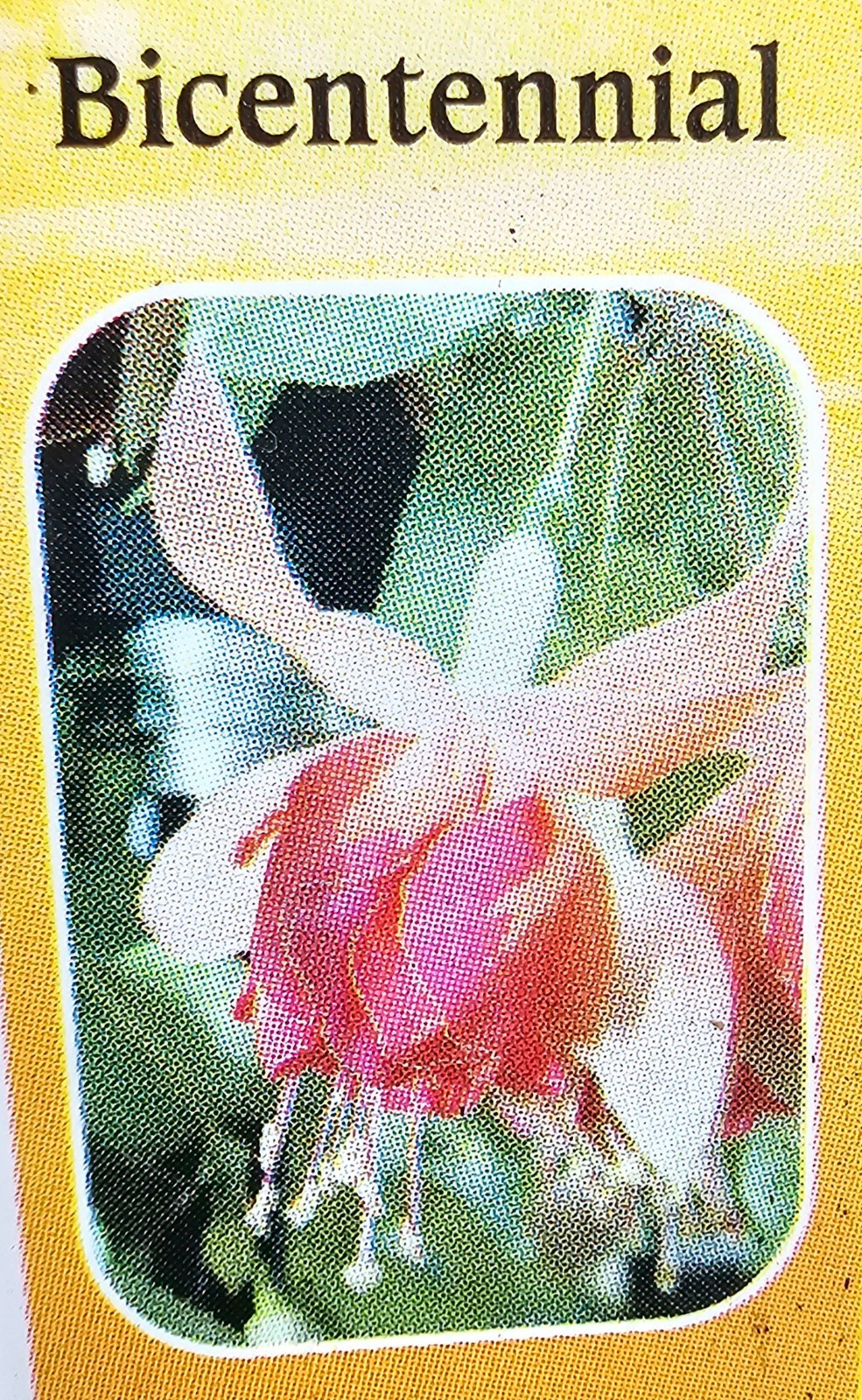 3-pack choice LIVE FUCHSIA PLANT GROWING IN 6″ POT, choose from 15+ varieties