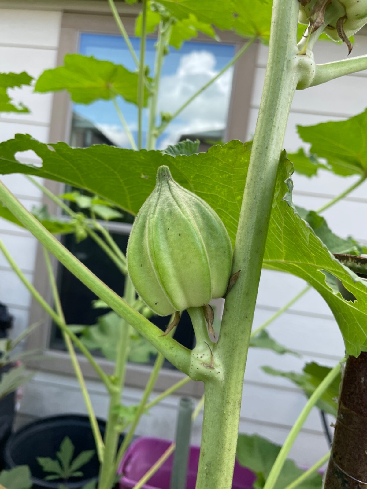 50 Motherland Okra Seeds Heirloom Open Pollinated Early and Prolific