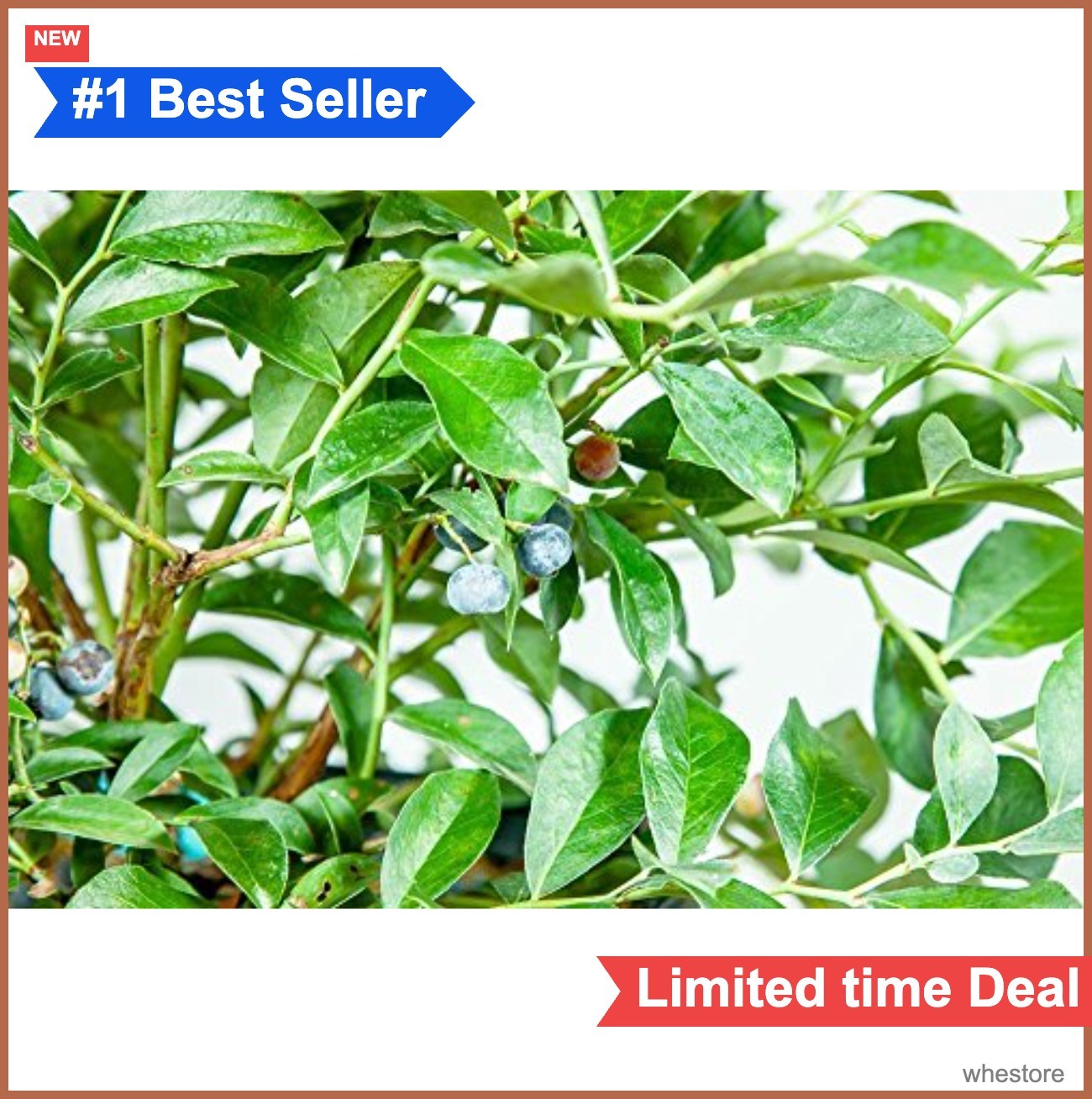 Blueberry Bush 3 Gallon Live Plant Tifblue Fruit Heavy Producer Full Sun
