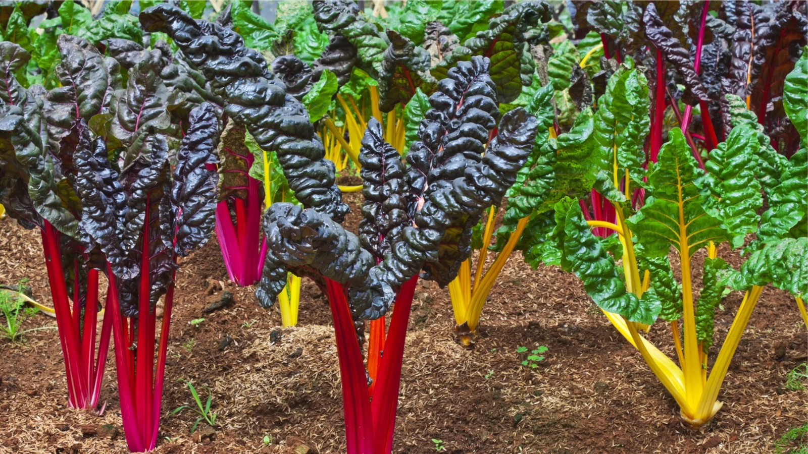 Northern Lights Swiss Chard Seeds | Silver Beet Silverbeet Rainbow Seed 2024