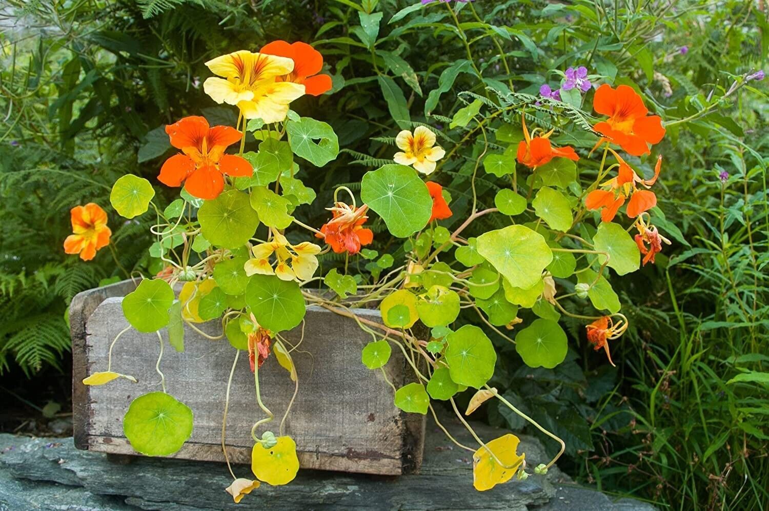 Tall Trailing Mix Nasturtium for Planting – Attractive Mixed Color Blooming Vine