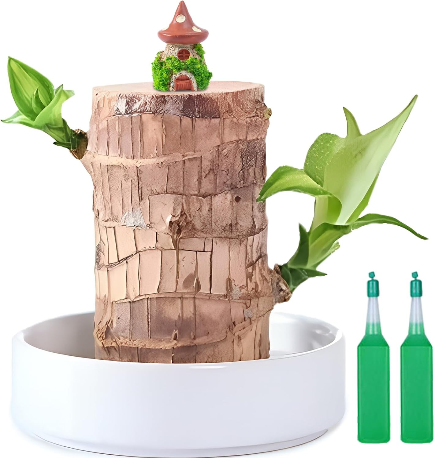 Brazilian Lucky Wood Plant,Fortune Brazil Wood Potted Plant with Mushroom House
