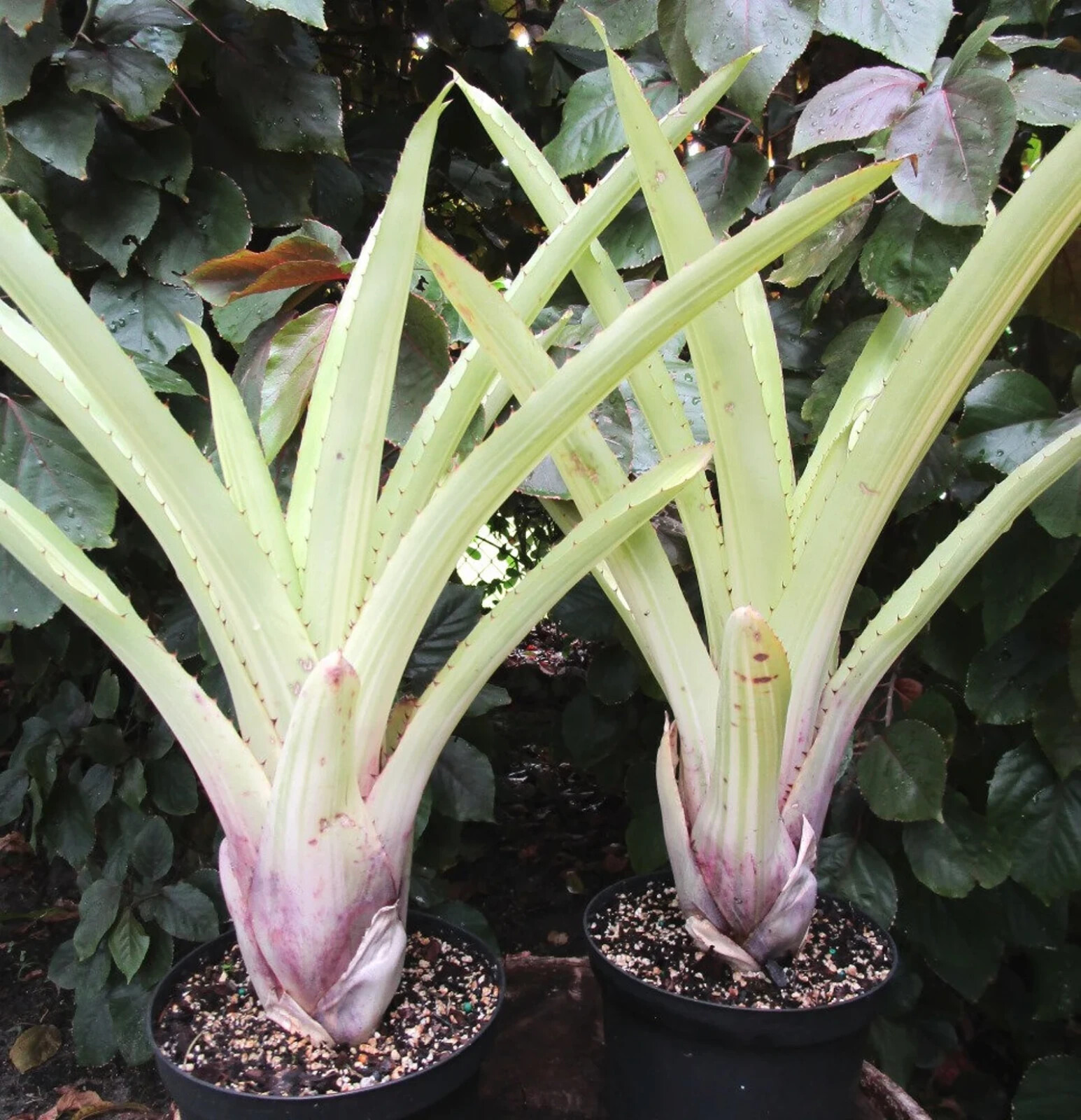 BUY 4 SAVE 15% BROMELIAD Aechmea AQUILEGA VARIEGATED Full Sun – Large Grower