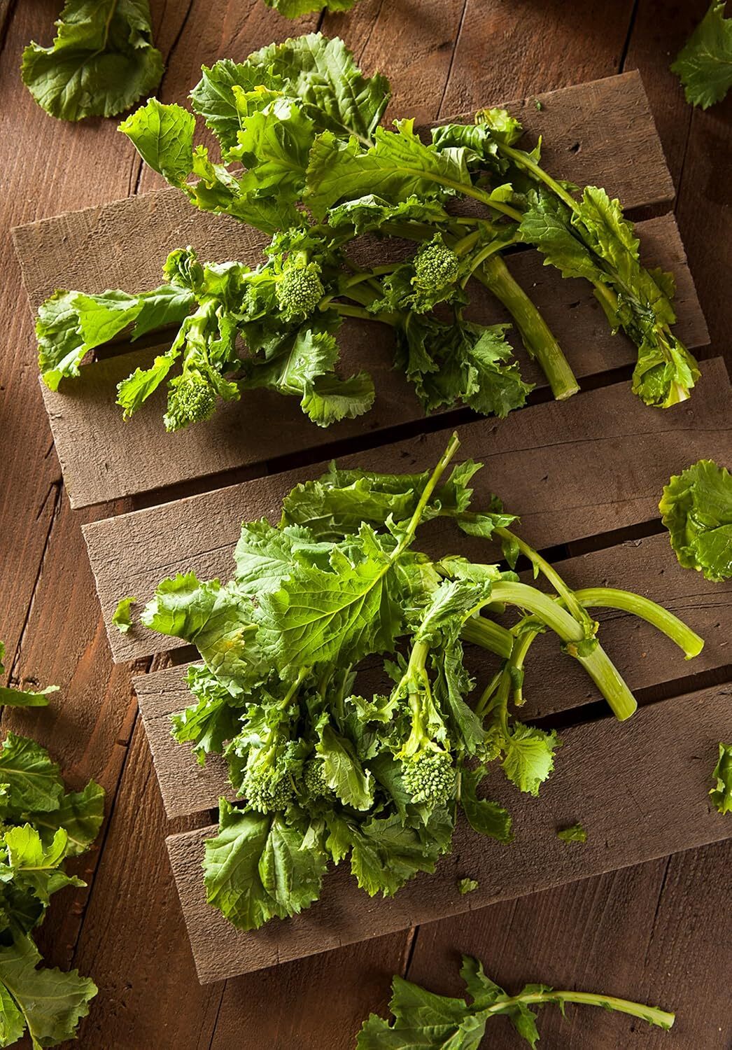 BROCCOLI RAAB SPRING RAPINI 1000 SEEDS