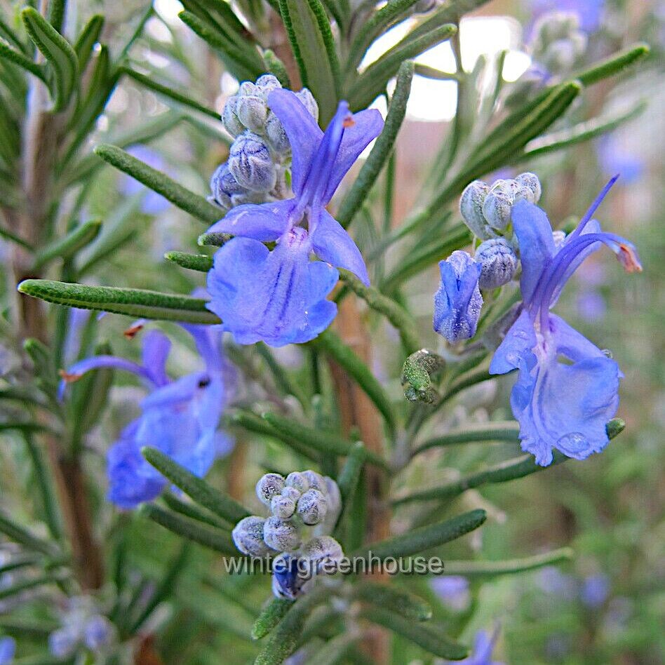 Rosmarinus prostratus, Trailing, Rosemary, Container Size: 3.5″