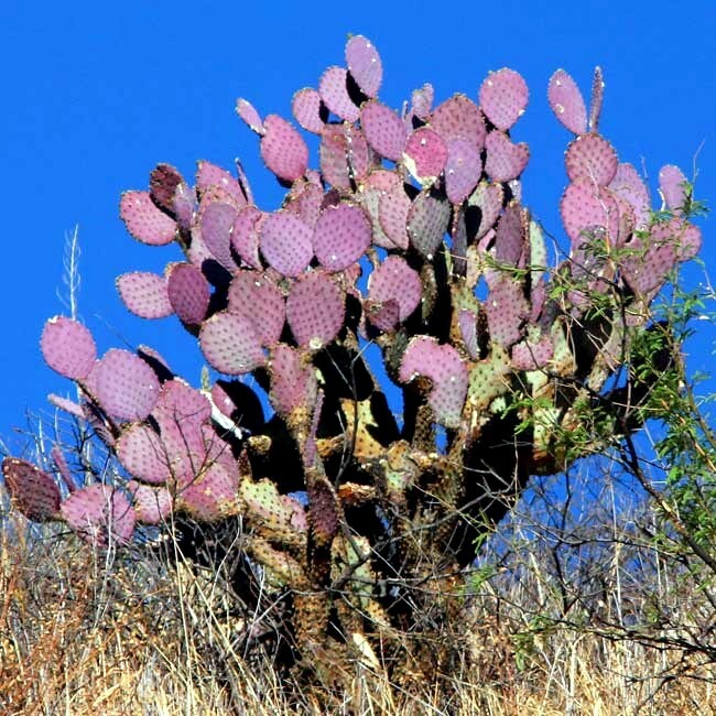 10 Purple Cactus (Opuntia santarita) Prickly Pear Fruit Rare, Fast, Hardy-Zone 7