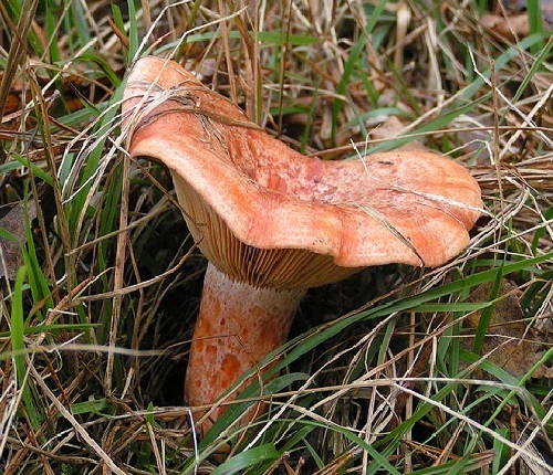 Saffron milk cap(Red pine mushroom) spores spawn/mycelium (on dry seeds)
