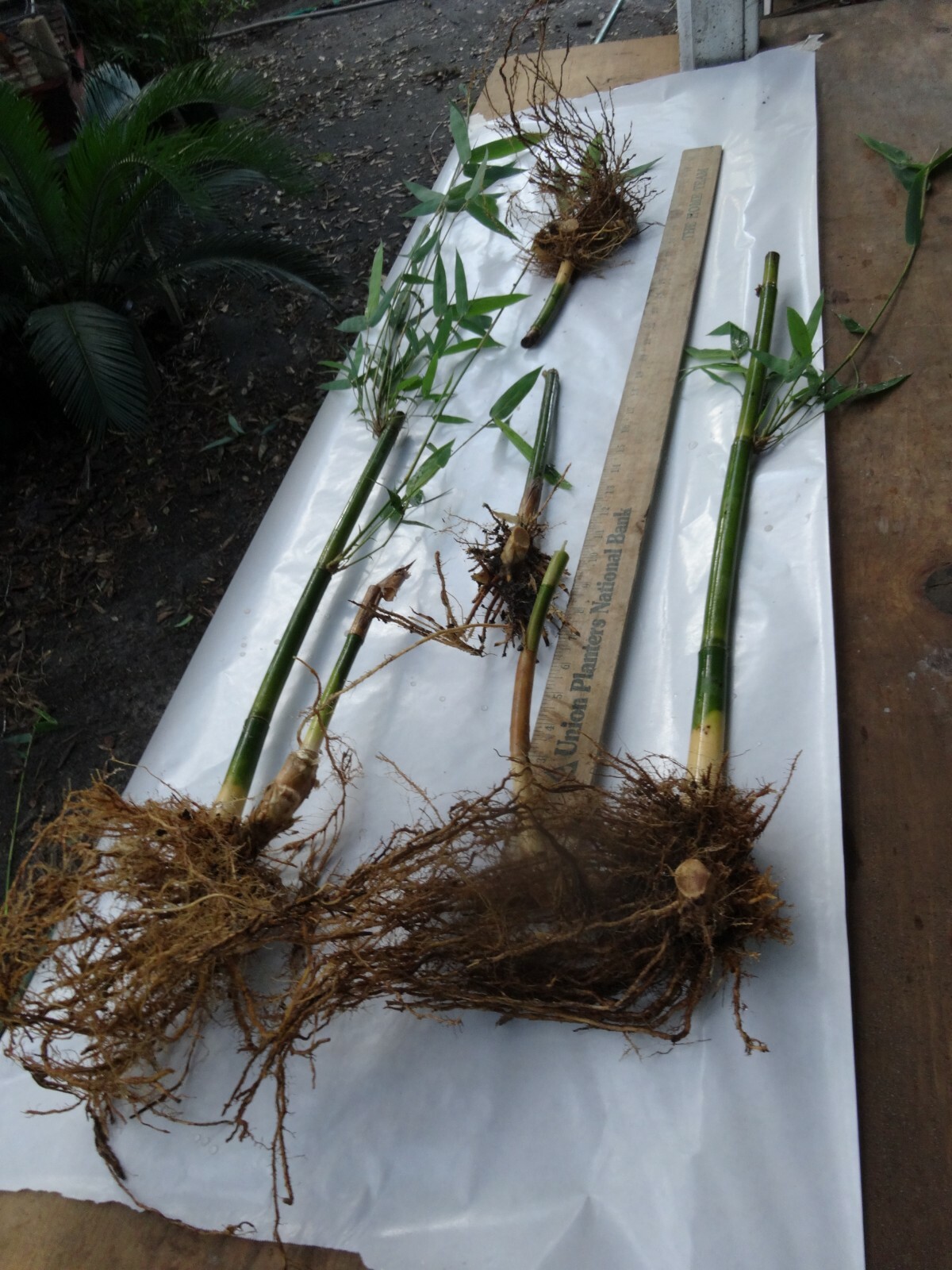 Bambusa Asian Lemon Clumping Bamboo – 1 Value Priced Division / Rhizome / Plant