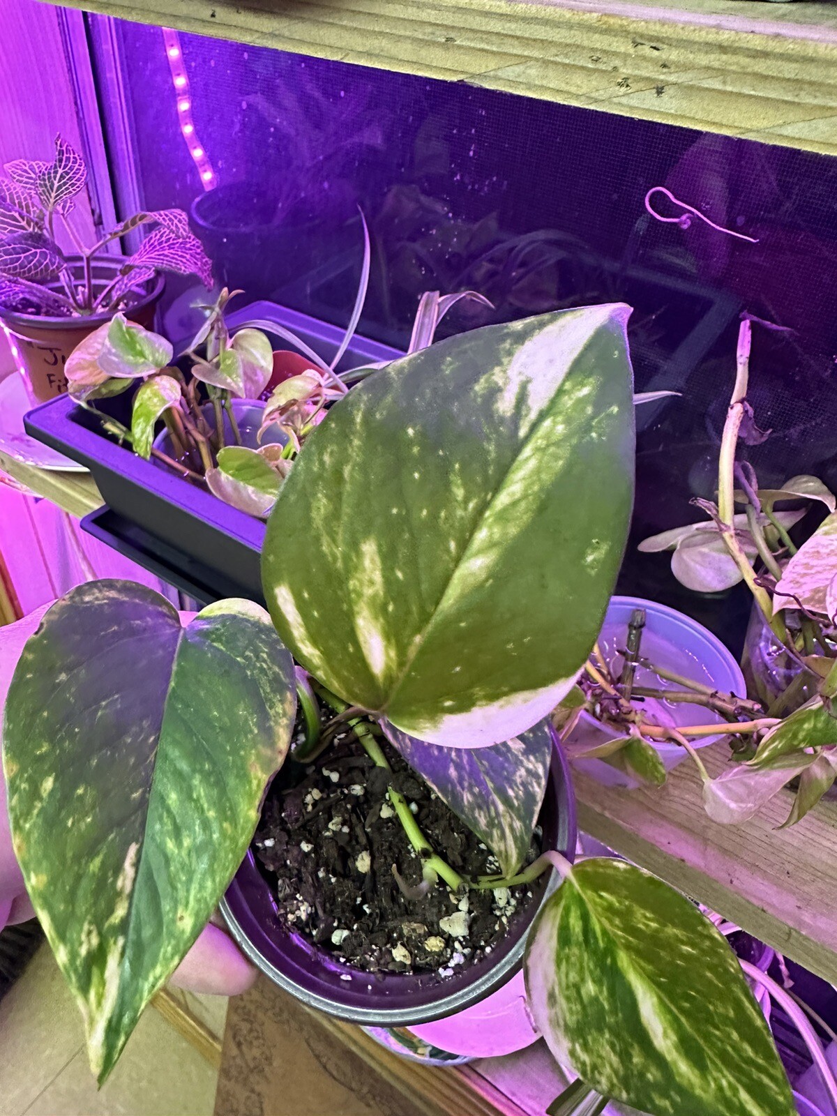 Golden Pothos Vine – House Plants – Rooted – 30-45 days old, 3″ to 8″ tall