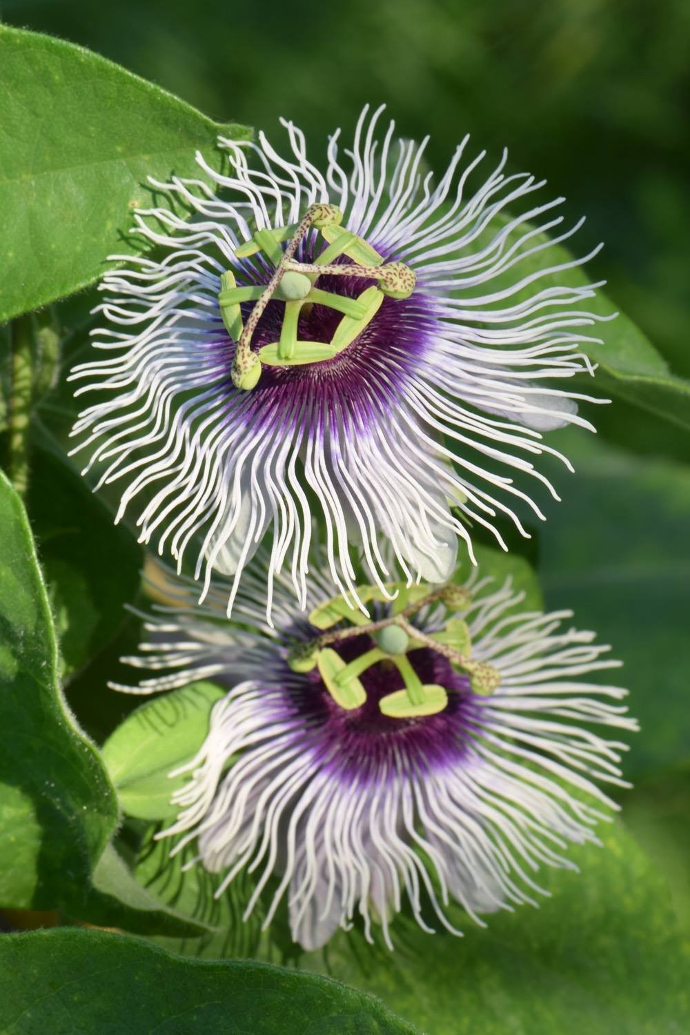 Passiflora “Bounty” – COLD HARDY Passion Fruit Plant – Live Plant