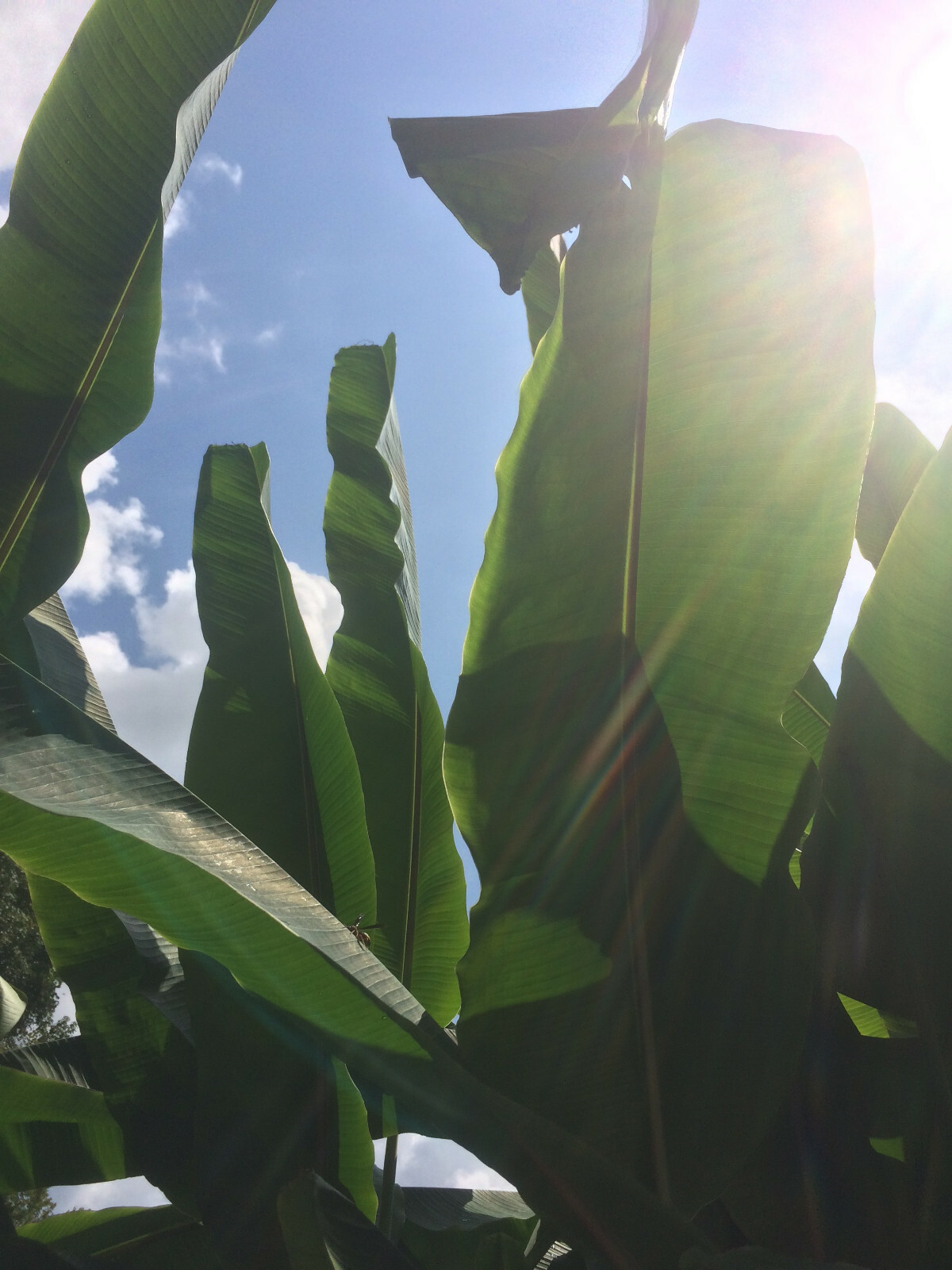 Cold Hardy North America Banana Tree [Beautiful,Fruiting,Organic,Permaculture]