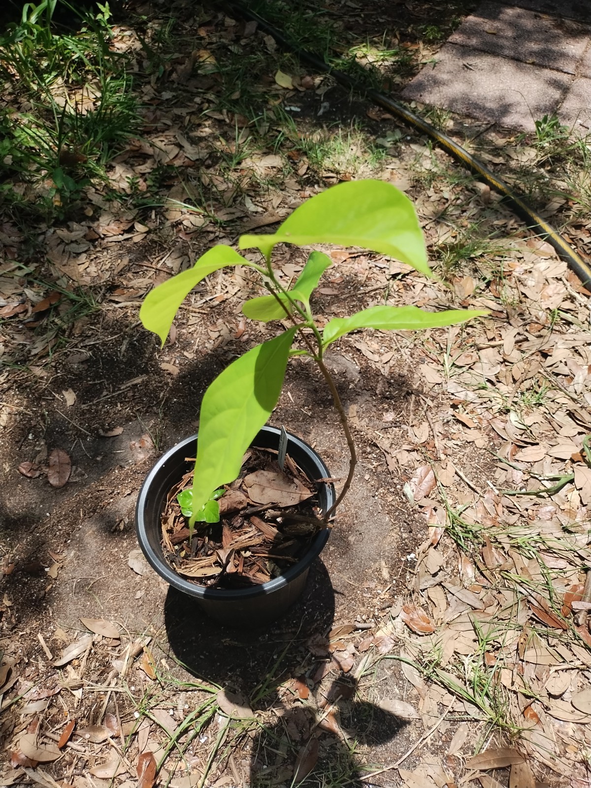 2 Plant Combo South American Psychotria V. And B. Caapi Plant In Same Pot # 2