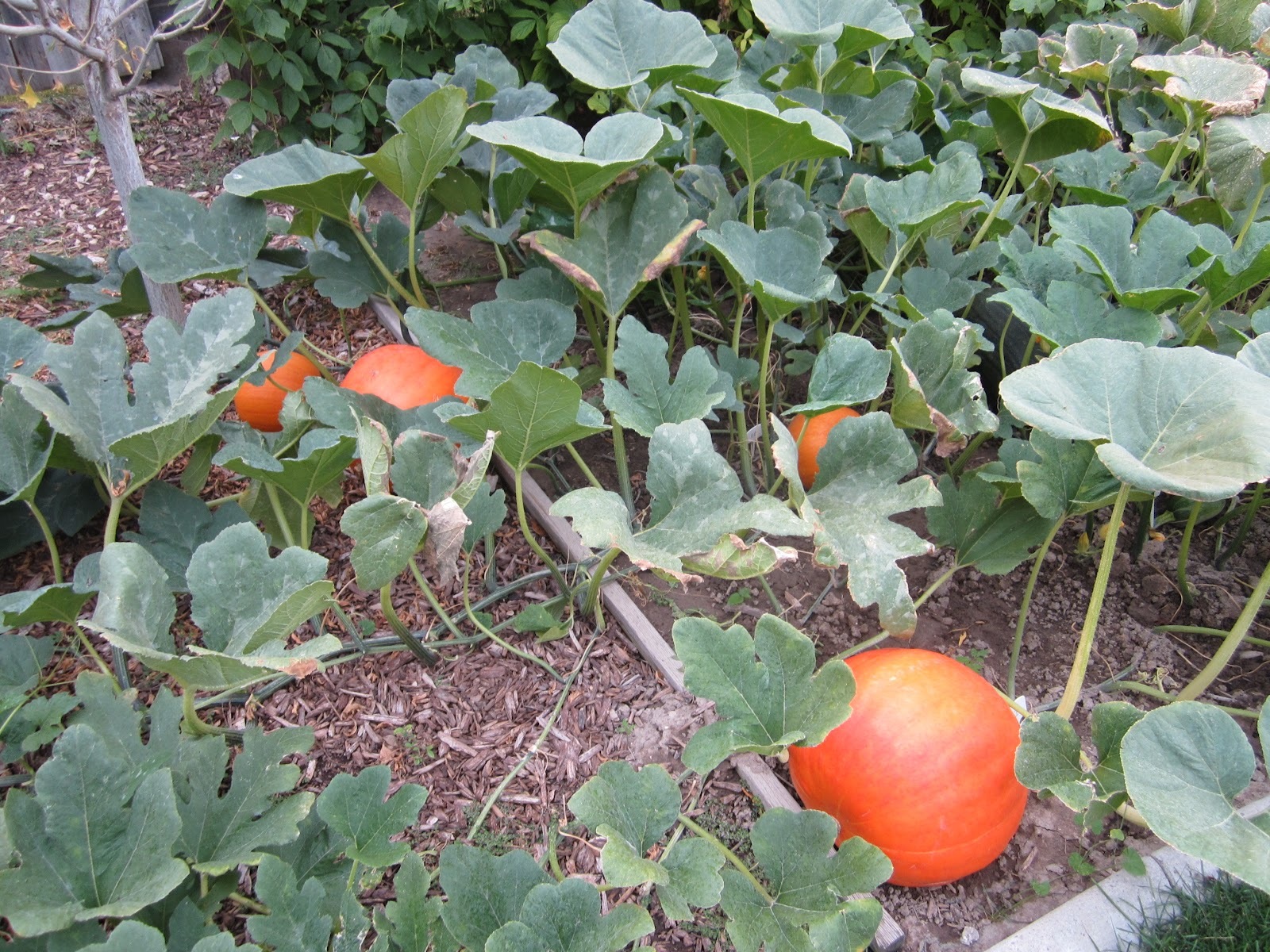 Big Max Pumpkin Seeds, (up to 100 pounds), Cucurbita pepo
