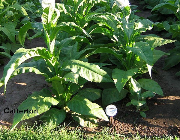1000 Catterton Tobacco Seeds ~ Heirloom Nicotiana Tabacum ~ Air Cure Variety