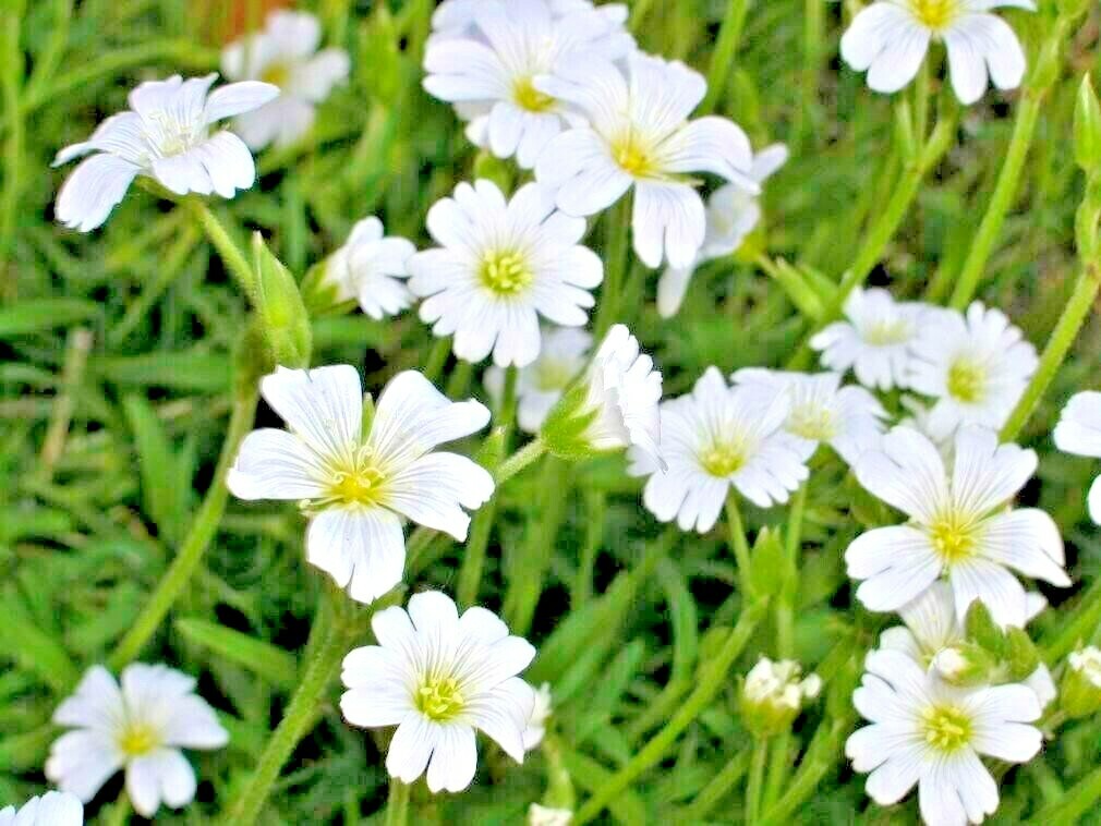 500+SNOW IN SUMMER Flower Seeds Perennial Flowering Groundcover Drought Tolerant