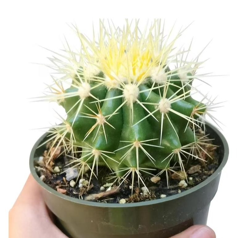 Echinocactus Grusonii ‘Golden Barrel Cactus’, Currently in a 4″ Container