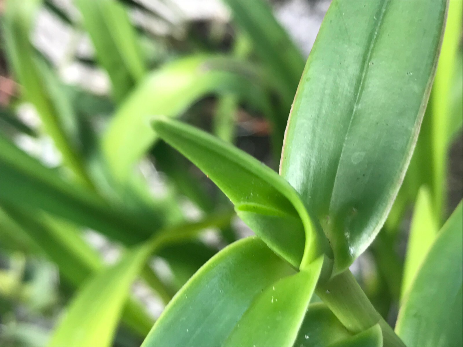 6 Orchid Orange Red Yellow Fire-star Plants Epidendrum Radicans, Live Plant