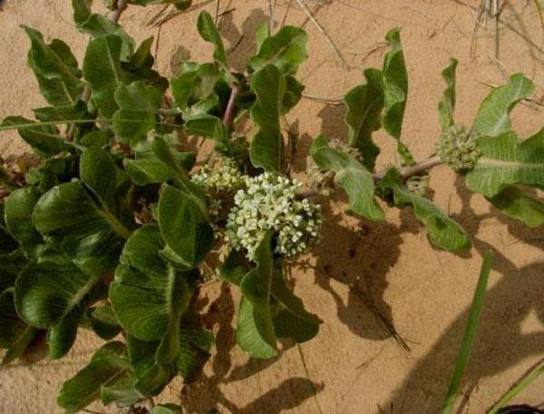 Asclepias arenaria | Western Sand Milkweed | 10 Seeds