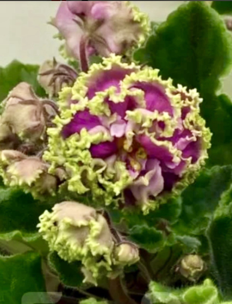 African Violet LF Flamingo starter