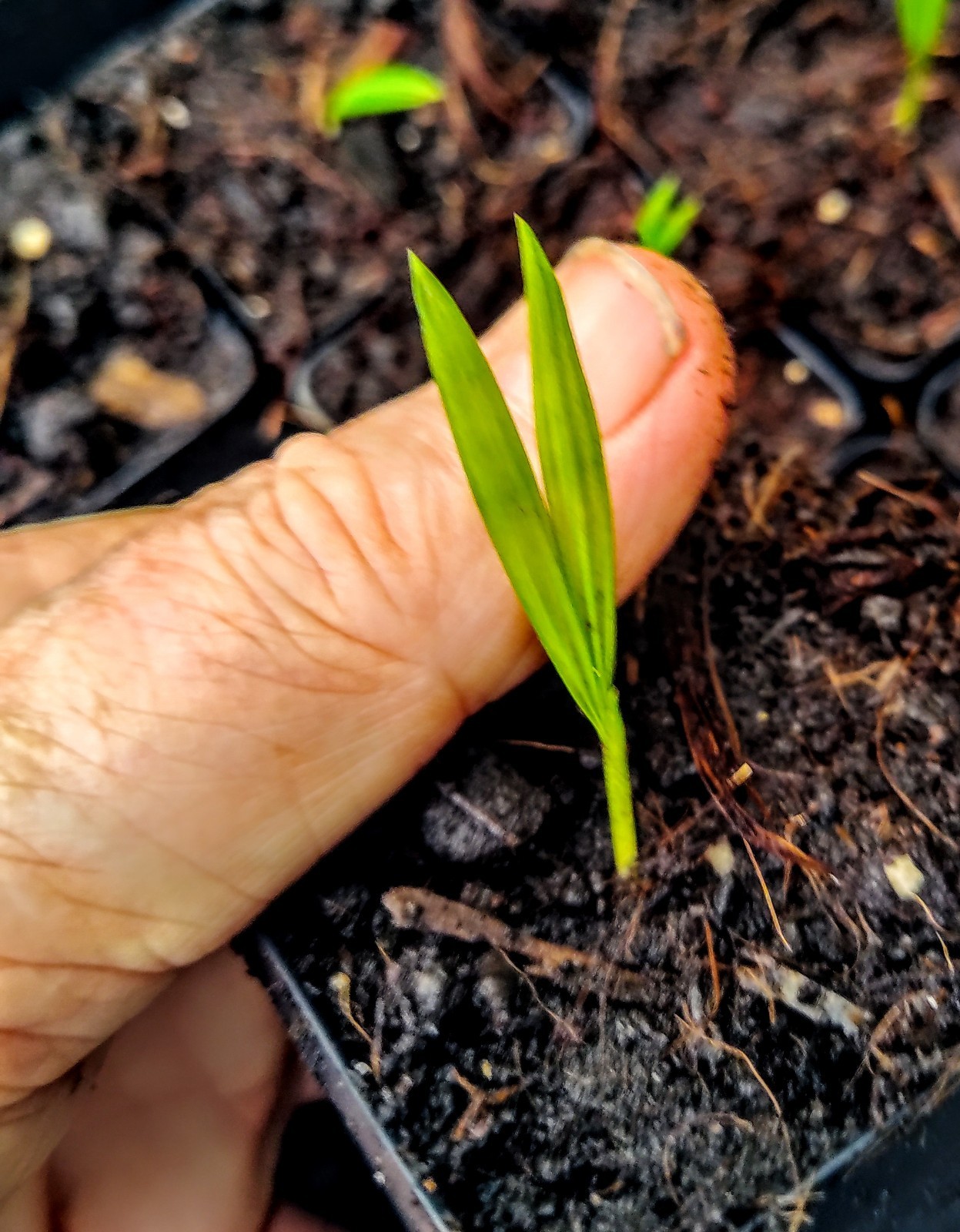 RED SEALING WAX PALM (Cyrtostachys renda)
