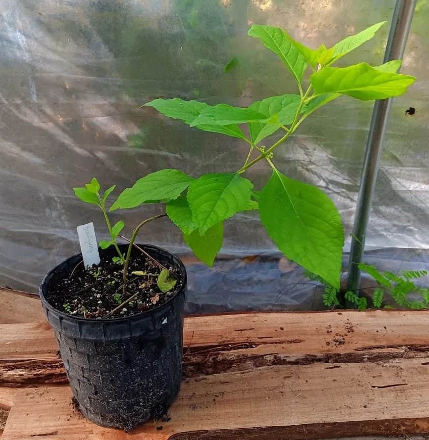 Florida Beautyberry Callicarpa Americana Live Plant!