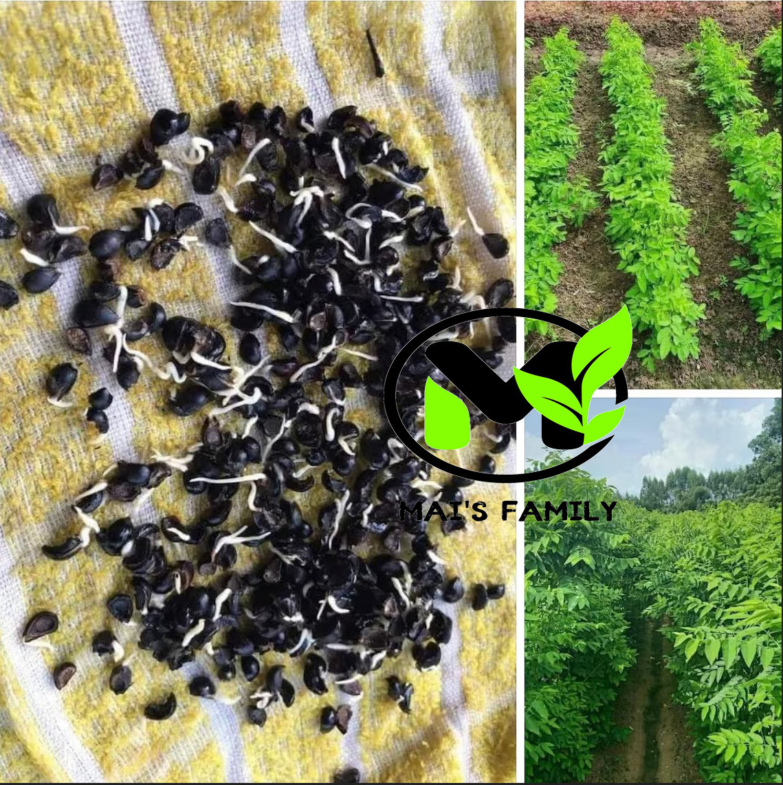 Star Gooseberry Leaves Seeds, Rau bồ ngót, Sauropus Androgynus, Katuk,Sweet leaf