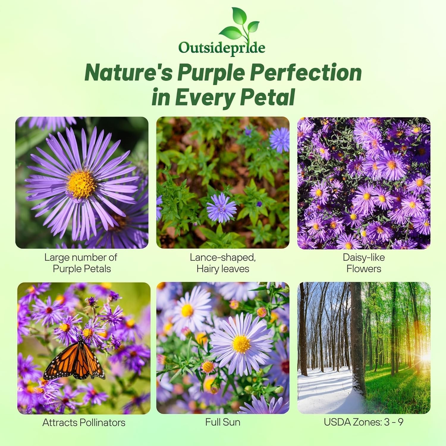 1000 Seeds Purple Aster Seeds For Planting | New England Aster Flower Seed