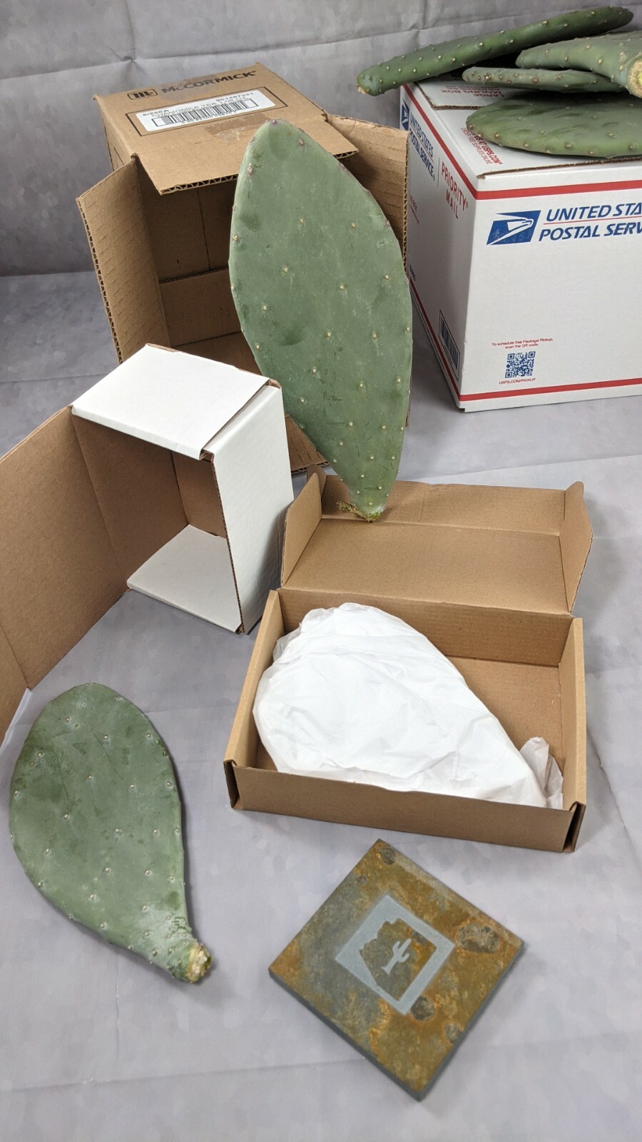 1lb Spineless Prickly Pear Opuntia Cactus From Arizona (1lb includes packaging)