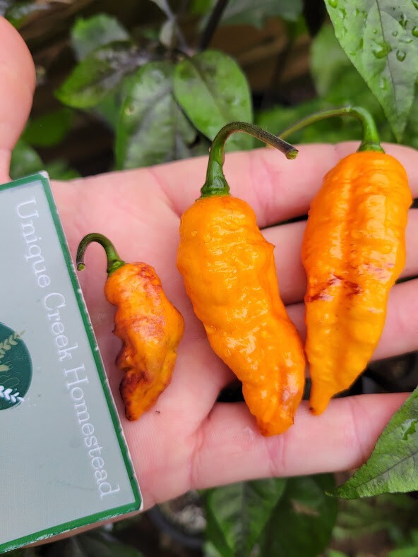 Black Panther Orange SUPER HOT Pepper 25-Seeds 1,100,000 Scoville Unique Creek