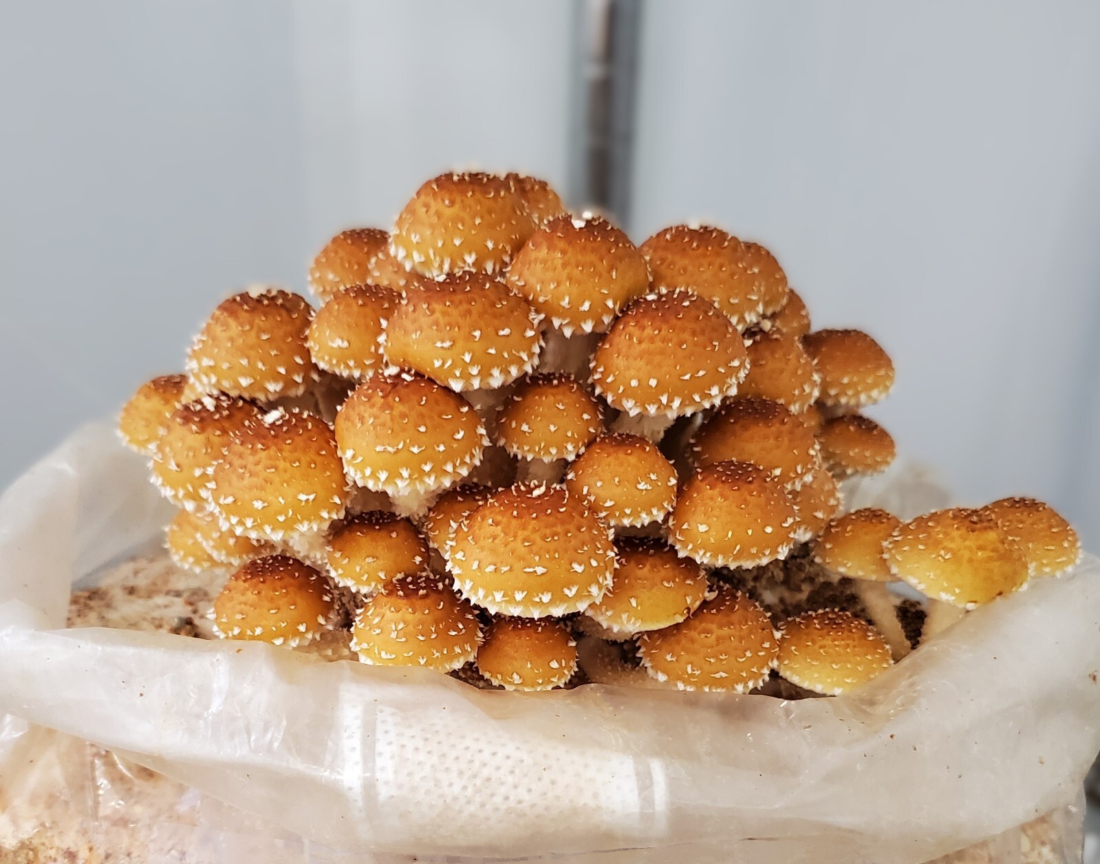 Gourmet Mushroom Culture Special! Over 180 Species Available at PrimeFungi