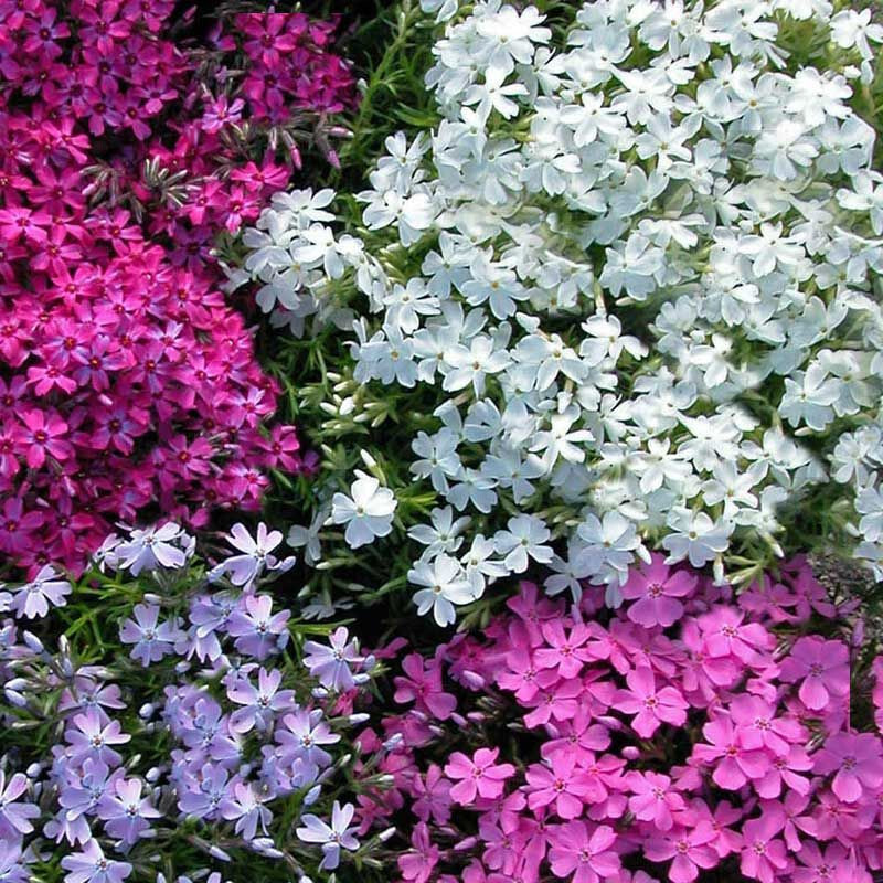 Snowflake Creeping Phlox 25 Plants in 3-1/2 inch Pots