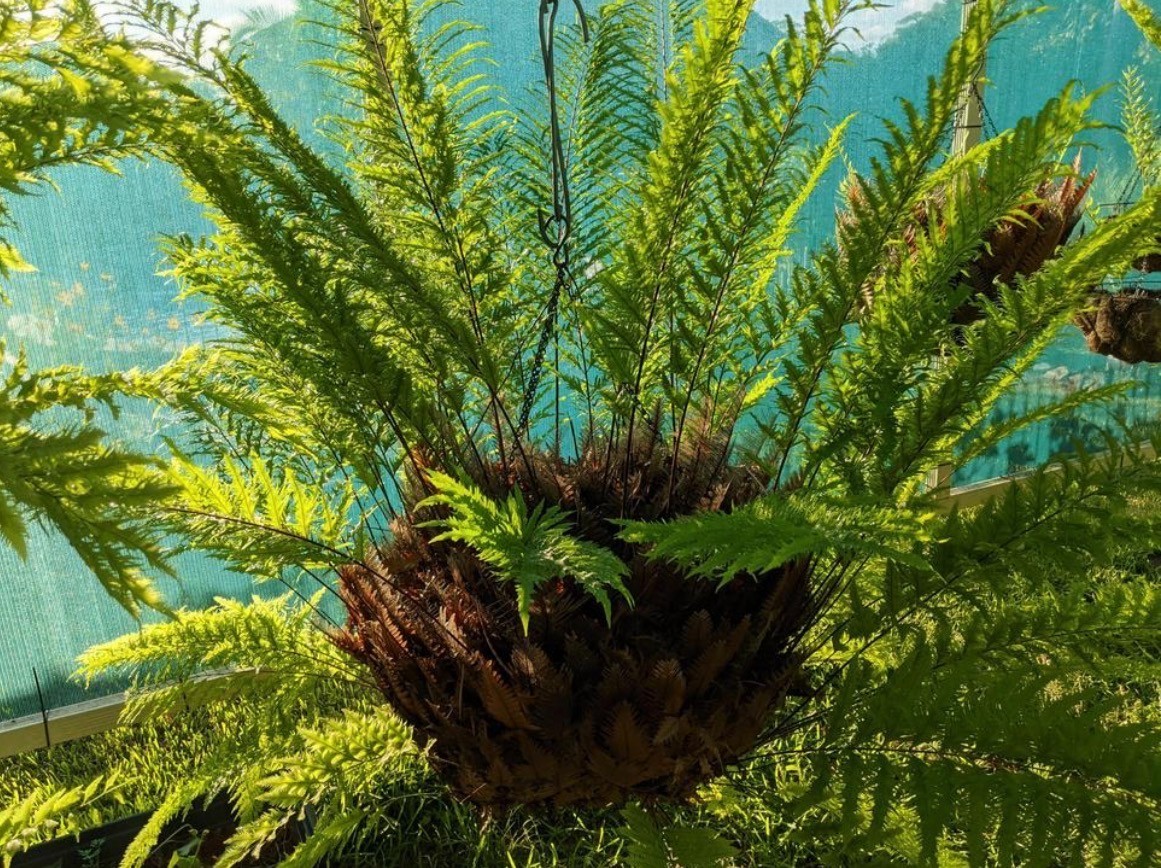 DRYNARIA RIGIDULA var WHITEI Size B- not staghorn or platycerium fern tropical