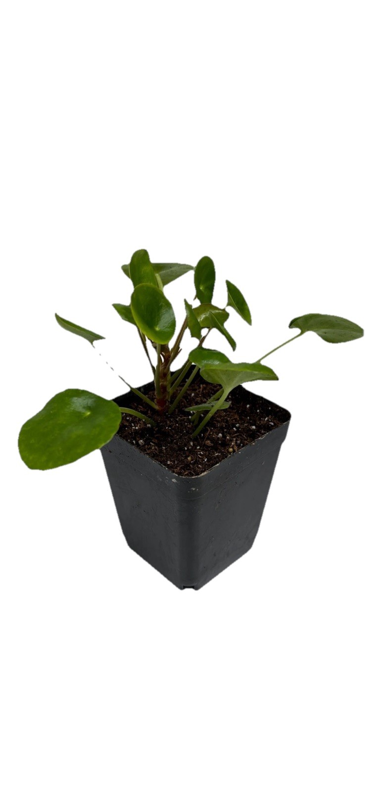 House Plant Starter Assortment – 3-5 Rooted Plants – 30-160 days old, 3″ to 12″