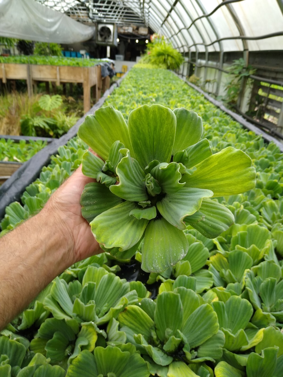 25 HELEN’S,WATER,HYACINTH,POND,PLANTS =75+ BULBS,100% ORGANIC GROWN,PA # OOO5DL