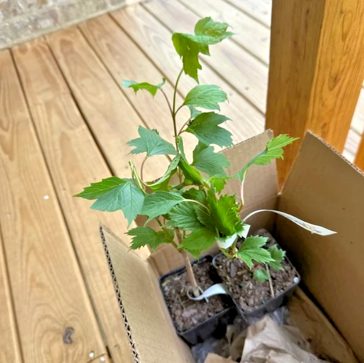 Old Fashion Snowball Viburnum Live Plant – 6-12″ Tall 1Qt Pot – Zones 3-8 Hardy