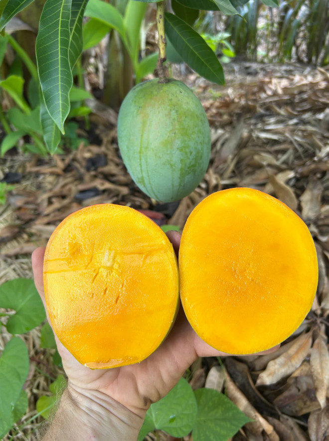 Live Alphonso Mango Plant, 3 Gal Pot, 2–3 Ft Tall, No Ship to CA, HI, PR, GU, AK