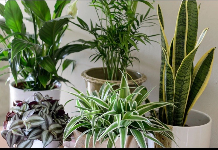House Plant Starter Assortment – 3-5 Rooted Plants – 30-160 days old, 3″ to 12″