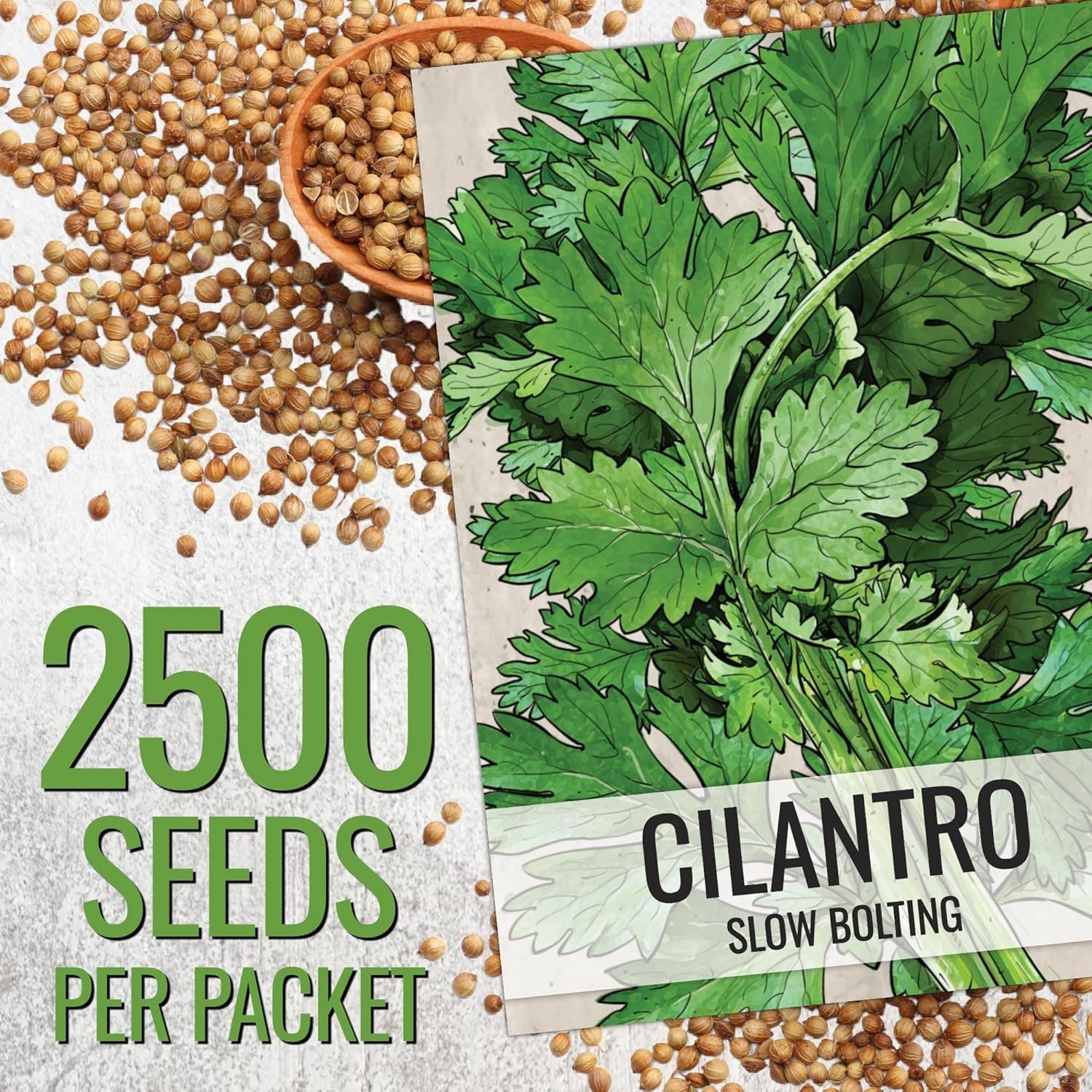 Seed Needs Cilantro Seeds – 1.5 Ounce Bulk Package Coriander Seed