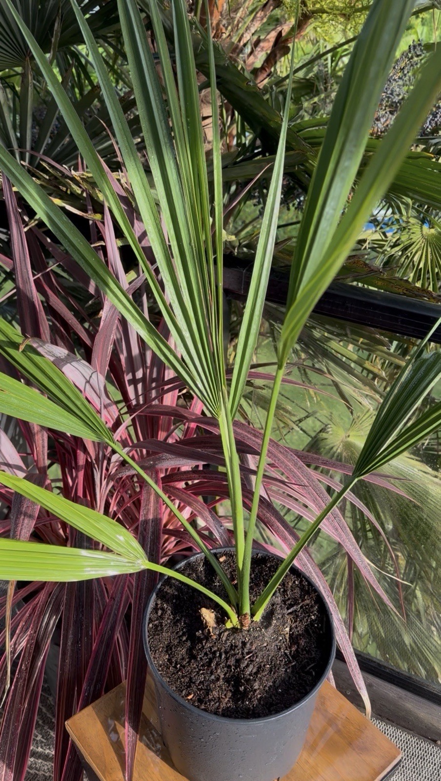 LIVE -4 Degrees Cold Hardy Palm – Snow/Ice Resilient-Shade Tolerant -Sabal Minor